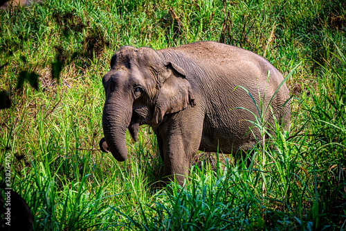 Asian Elephant It is a Big mammal.