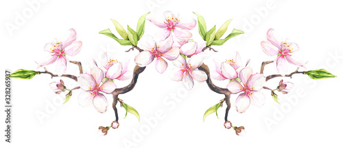 Watercolor painted white cherry blossoms on a branch. Isolated floral arrangement illustration. © satika