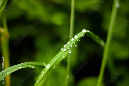 elegant raindrops on green leaves macro photography