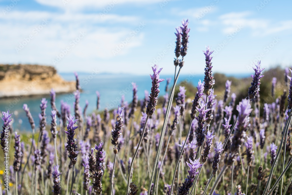 Fototapeta premium Wild lavender fields by the sea, south coast of the Region of Murcia, Spain