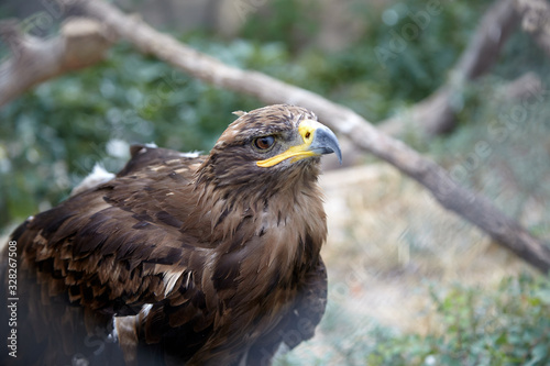 Eagle predatory bird at zoo