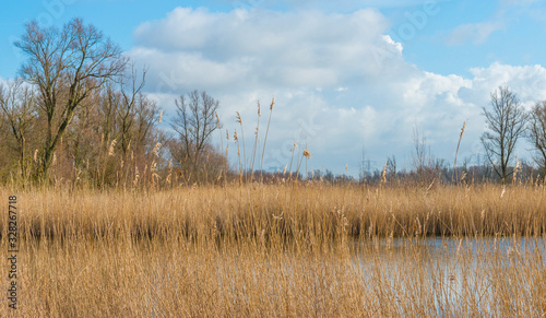 Reed along the edge of a lake in a natural park in sunlight in winter