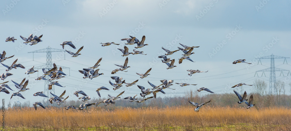 Fototapeta premium Flock of geese flying in the sky of a natural park in winter 