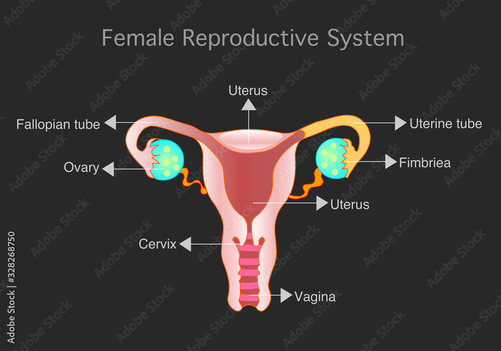 Vettoriale Stock Female, Woman reproductive system parts. Women organs