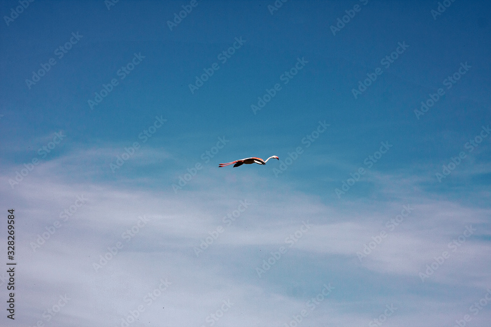 A pink flamingo flying over the calm waters of the pond. A pink flamingo flying over the calm waters of the pond.