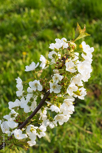 Nahaufnahme von Kirschblüten im Rheingau/Deutschland an einem sonnigen Frühlingstag photo