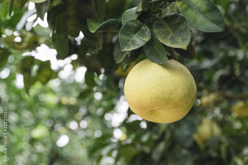 The grapefruit in the orchard is ripe, and it's very beautiful hanging on the tree