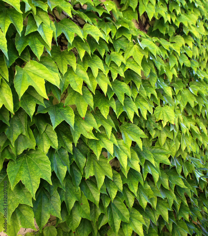 ivy on the wall, ivied wall, covered with ivy ivy on the wall, ivied wall, covered with ivy