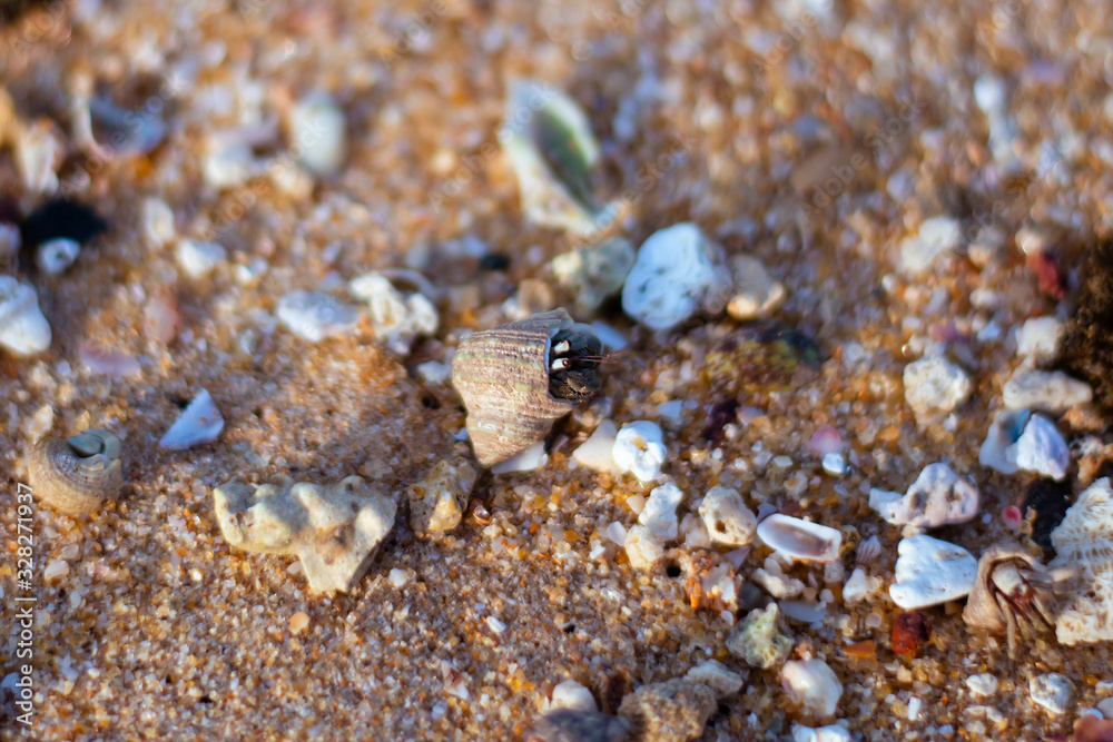 macro shot of a lively mollusk moving along the sand at Hikkaduwa Beach in Sri Lanka
