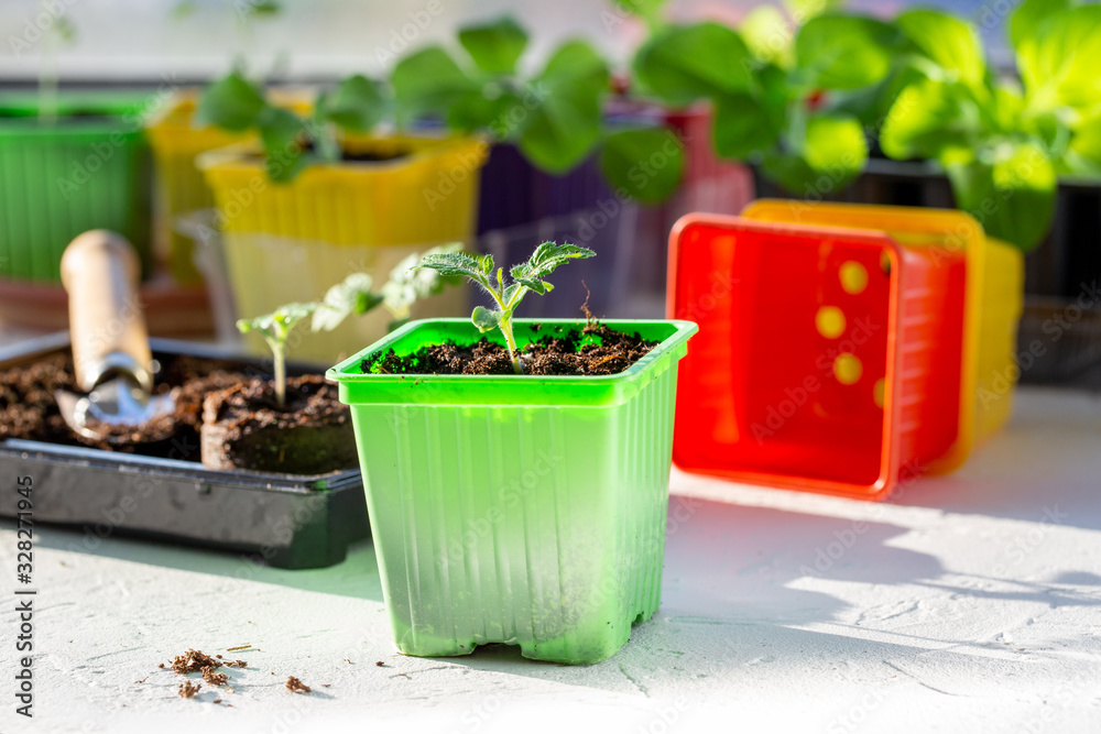 Tomato seedling in colorful plastic pots. Gardening concept. - obrazy, fototapety, plakaty 