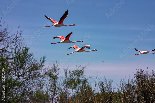 Some pink flamingos fly over the calm waters of the pond.
