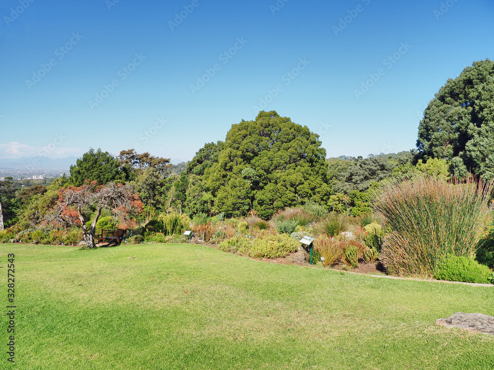 Fototapeta premium Nationaler Botanischer Garten Kirstenbosch - im Stadtteil&nbsp;Newlands&nbsp;von&nbsp;Kapstadt 