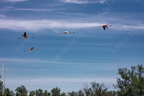 Some pink flamingos fly over the calm waters of the pond. © serghi8