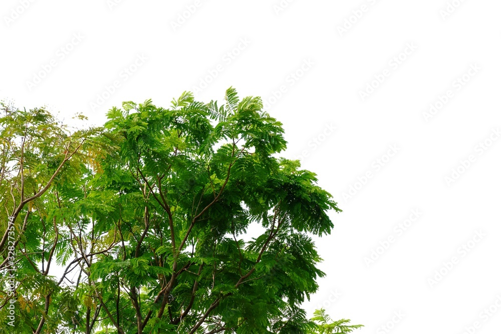 Tropical tree leaves with branches on white isolated background for green foliage backdrop and copy space Tropical tree leaves with branches on white isolated background for green foliage backdrop and copy space