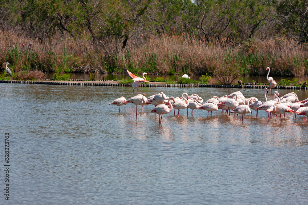 Naklejka premium A colony of pink flamingos pause in the calm waters of the pond.