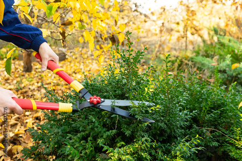 A girl cuts branches from a boxwood Bush with a garden pruner. Autumn work in the garden.