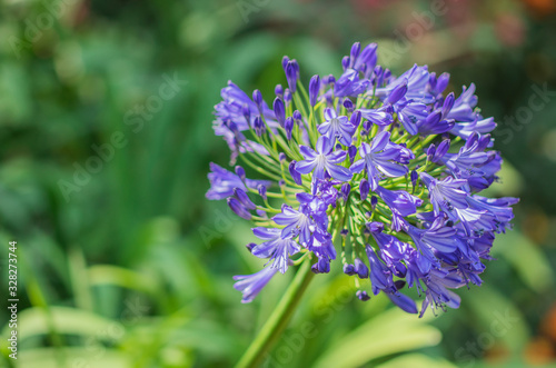 Blue Agapanthus flower  African lily  Blue African lily  Lily of nile is blooming on stem in the garden