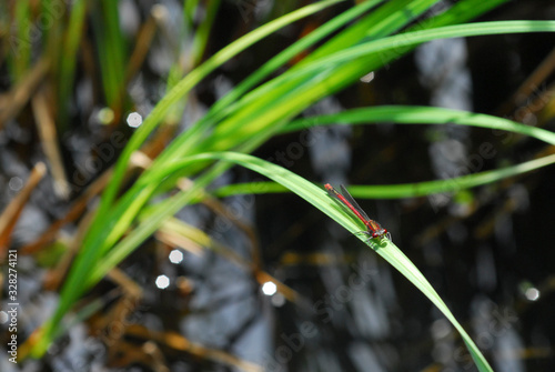 Libelle