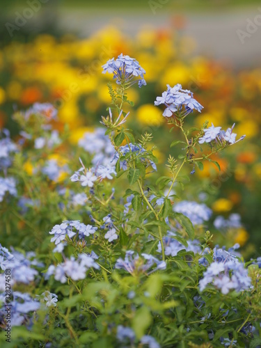 cape leadwort, white plumbago, Sky Flower, bunch of indigo flowers, blue color in garden on blurred of nature background Scientific name Plumbago auriculata Lam, Family name Plumbaginaceae
