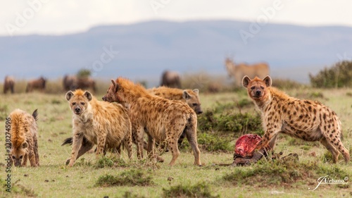 Fotografiet Manada de hienas devorando a sus presas