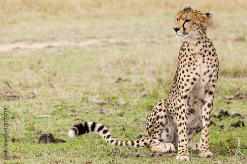 Guepardo africano sentado mitad de la sabana africana 