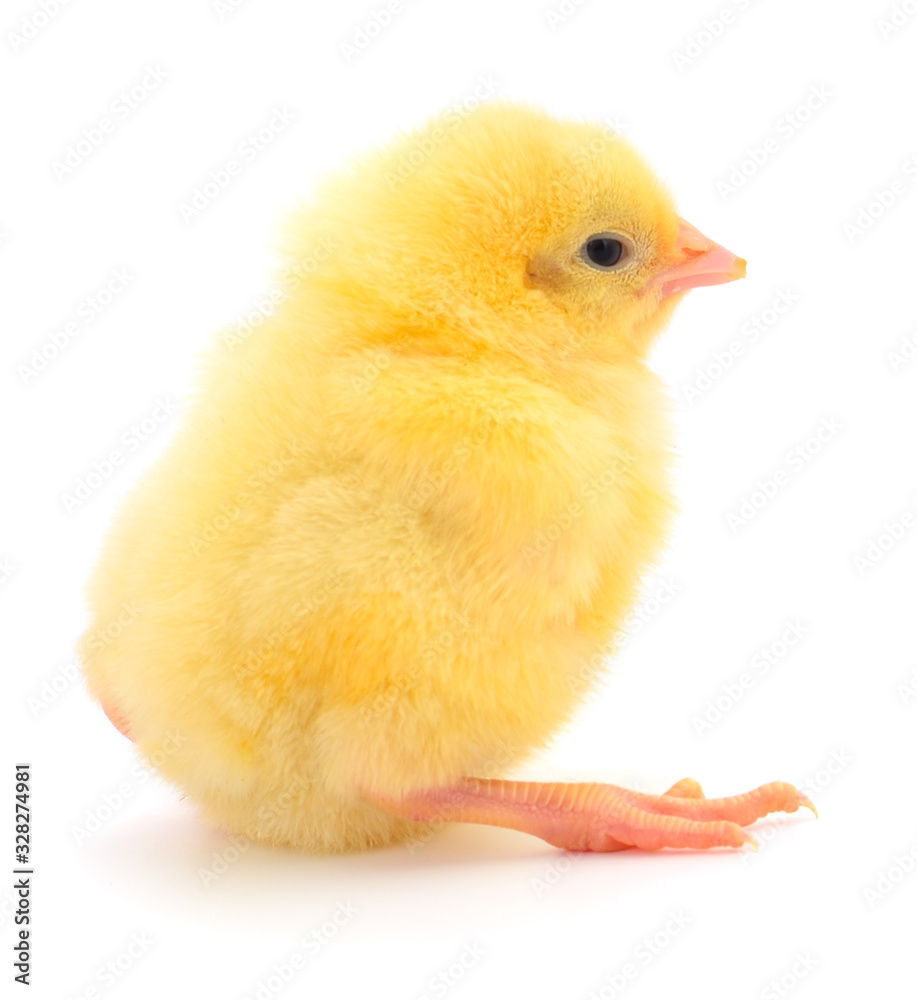 Fototapeta premium One yellow chicken.
