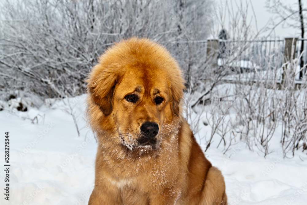 Red dog breed Tibetan Mastiff portrait in winter park