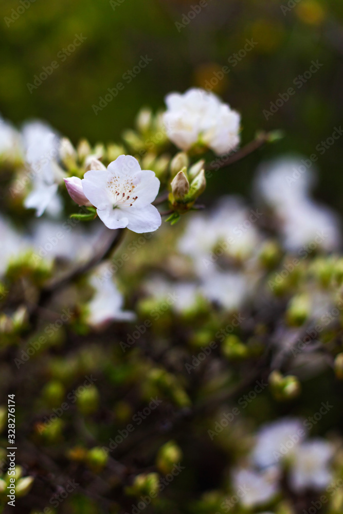 Beautiful macro white flowers Rhododendron schlippenbachii. Branch of a beautiful flowering shrub of rhododendron with bright juicy green foliage. Gently spring plants in bloom, closeup. Beautiful macro white flowers Rhododendron schlippenbachii. Branch of a beautiful flowering shrub of rhododendron with bright juicy green foliage. Gently spring plants in bloom, closeup.