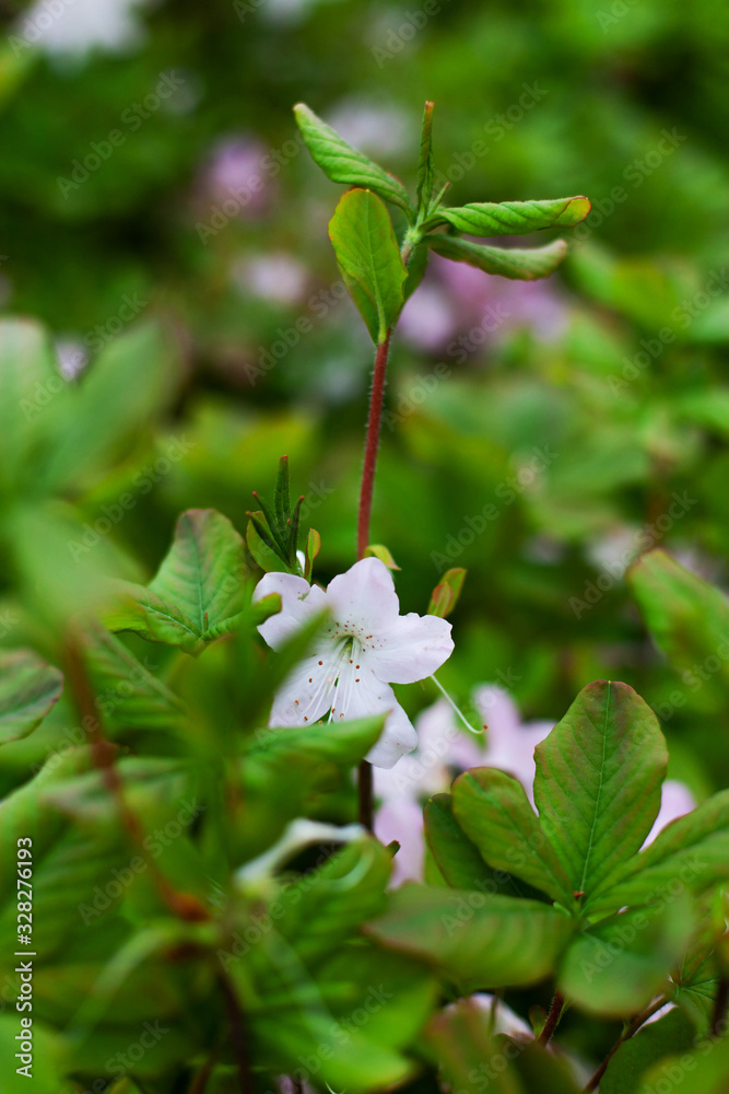 Obraz premium Beautiful macro white flowers Rhododendron schlippenbachii. Branch of a flowering shrub of rhododendron with bright juicy green foliage. Gently spring plants in bloom, closeup. Selective focus