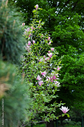 Magnolia tree in bloom with many pale pink flowers. In the background is trees and bushes. Beautiful magnolia grows in botanical garden or park, spring theme. Selective focus © Olha