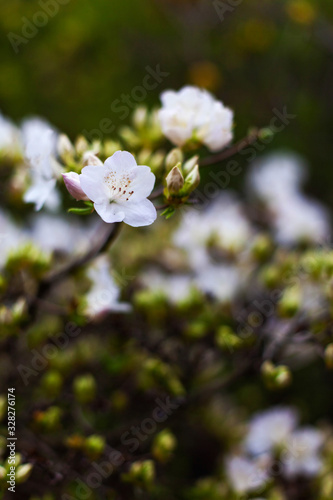 Beautiful macro white flowers Rhododendron schlippenbachii. Branch of a beautiful flowering shrub of rhododendron with bright juicy green foliage. Gently spring plants in bloom  closeup.