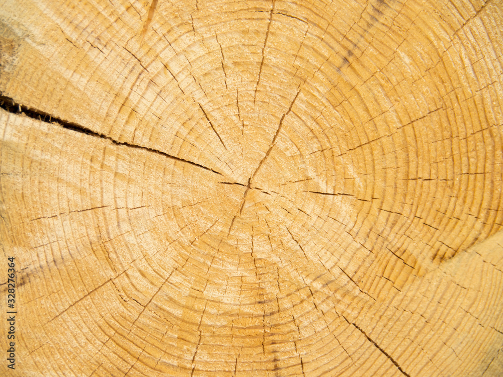 Naklejka premium Closeup saw cut of a big light tree with cracks.