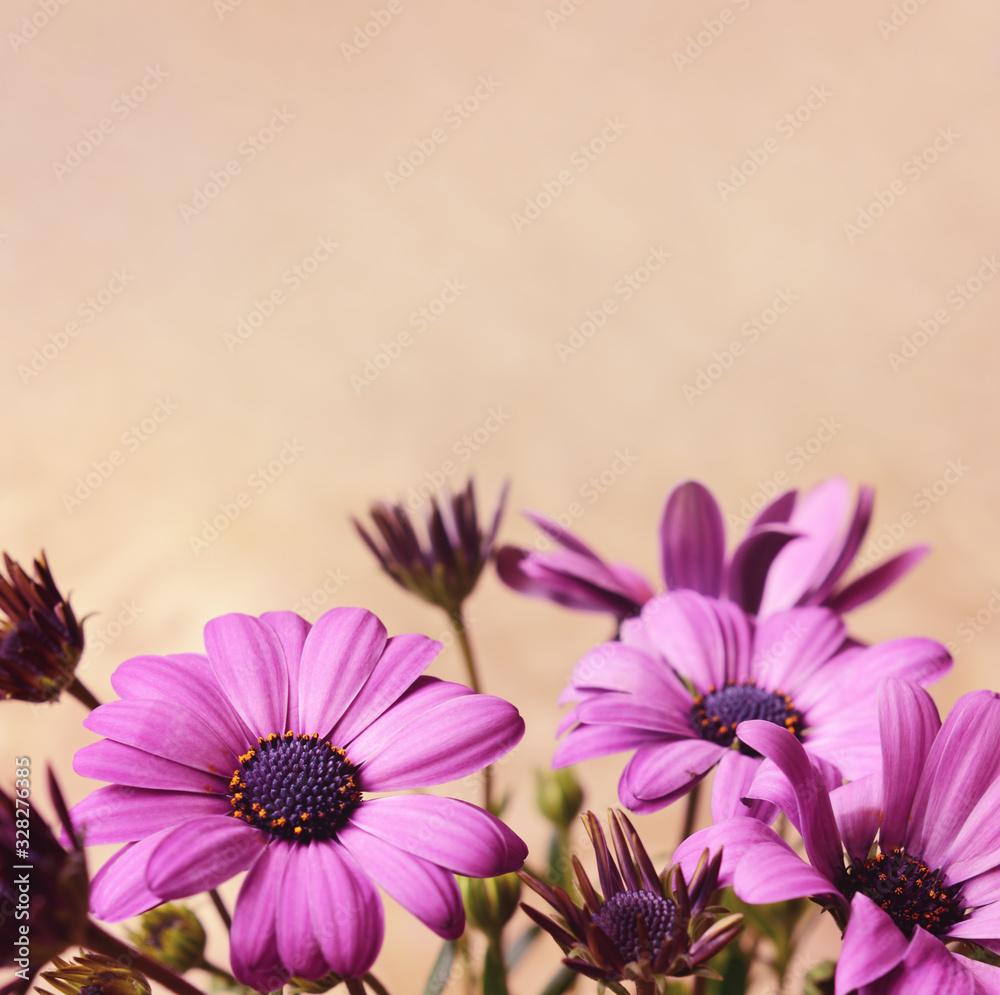 Purple daisy flowers and buds - obrazy, fototapety, plakaty 