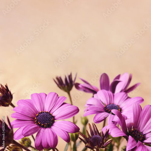 Purple daisy flowers and buds