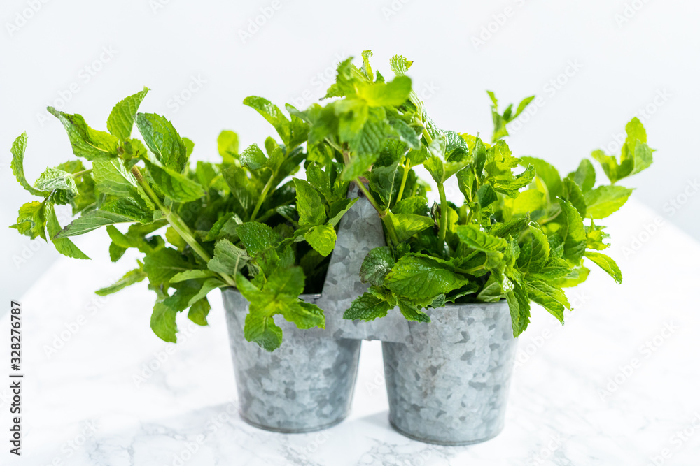 Garden mint