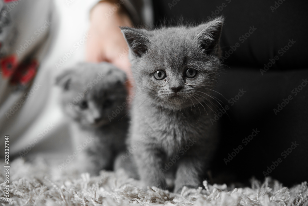 British cat,british kitten,playful couple of kittens in the arms of the hostess,cute kitten is played,gray british kitten,a pet,beautiful animal at home