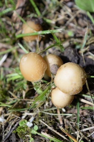 mushrooms in green garden