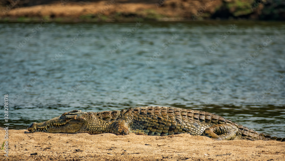 Obraz premium Profile view of crocodile at river shore