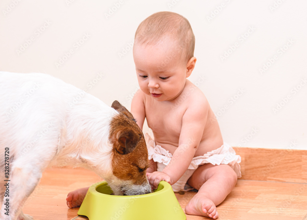 Baby girl feeding dog from bowl sitting on floor - obrazy, fototapety, plakaty 