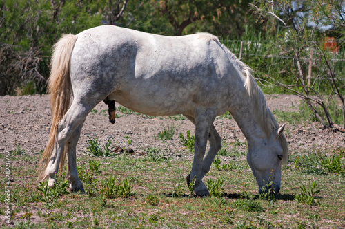 Obraz na płótnie A white stallion grazes the grass in the Camargue, France. w salonie