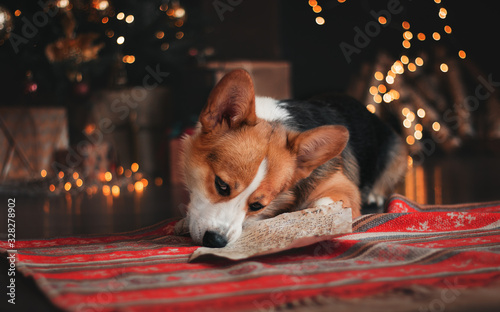 welsh corgi pembroke at the christmas photo studio letter for Santa