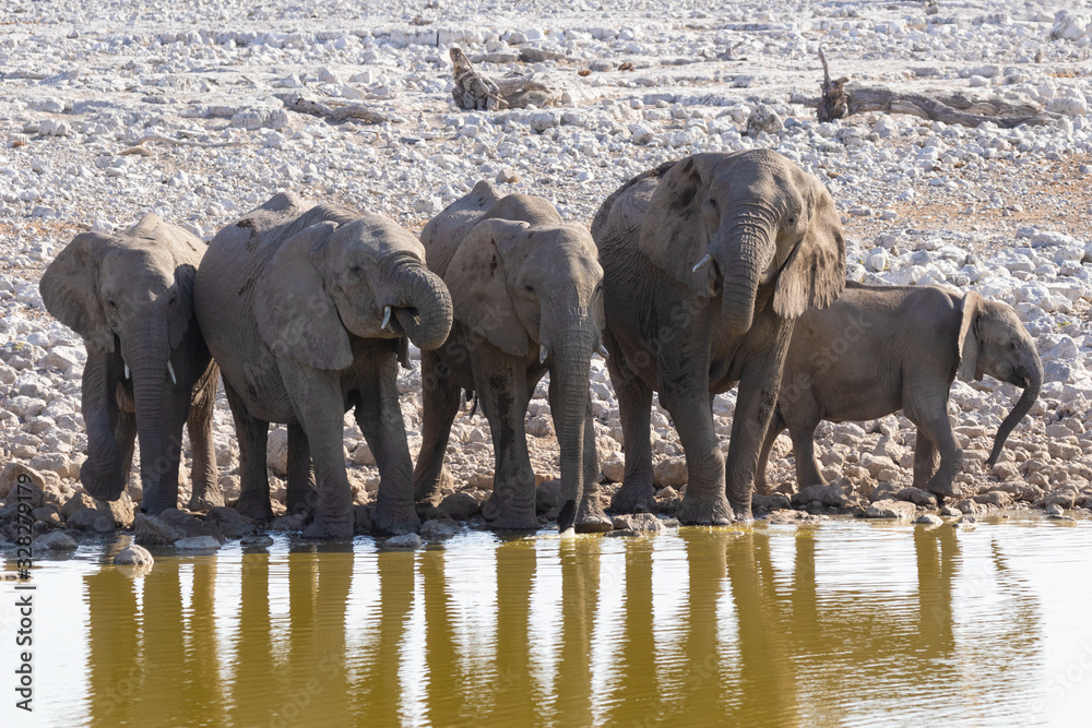 Fototapeta premium Group of elphants at Etosha National Park of Namibia