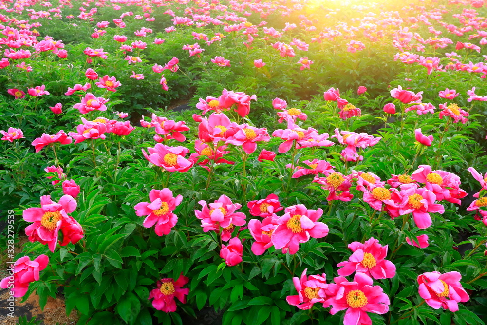 Fototapeta premium 모란꽃