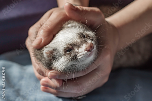 Cute glad little domestic ferret pet in the hands of a girl, animal protection, sunny day