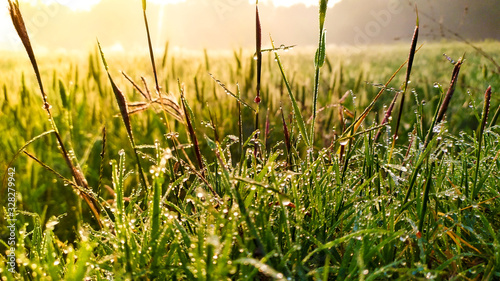 grass and water