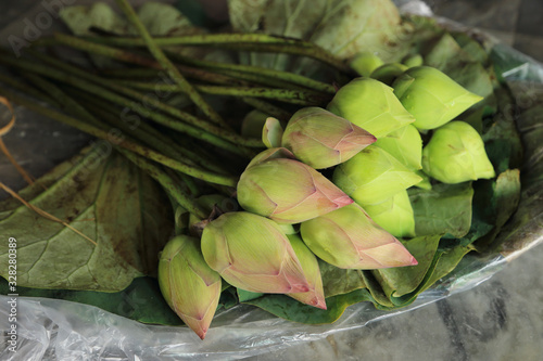 Two color lotus bud flowers on lotus leaf. Buddhism offerings.
