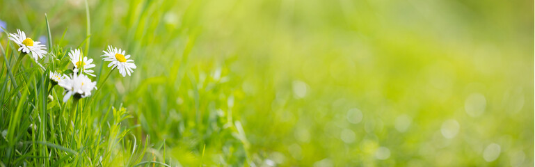 Daisy flowers -  Meadow  at springtime, summer -  Banner, panorama, background