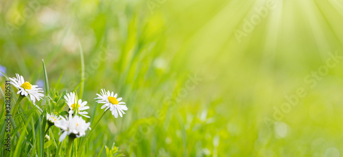 Daisy flowers - Meadow at springtime, summer - Banner, panorama, background