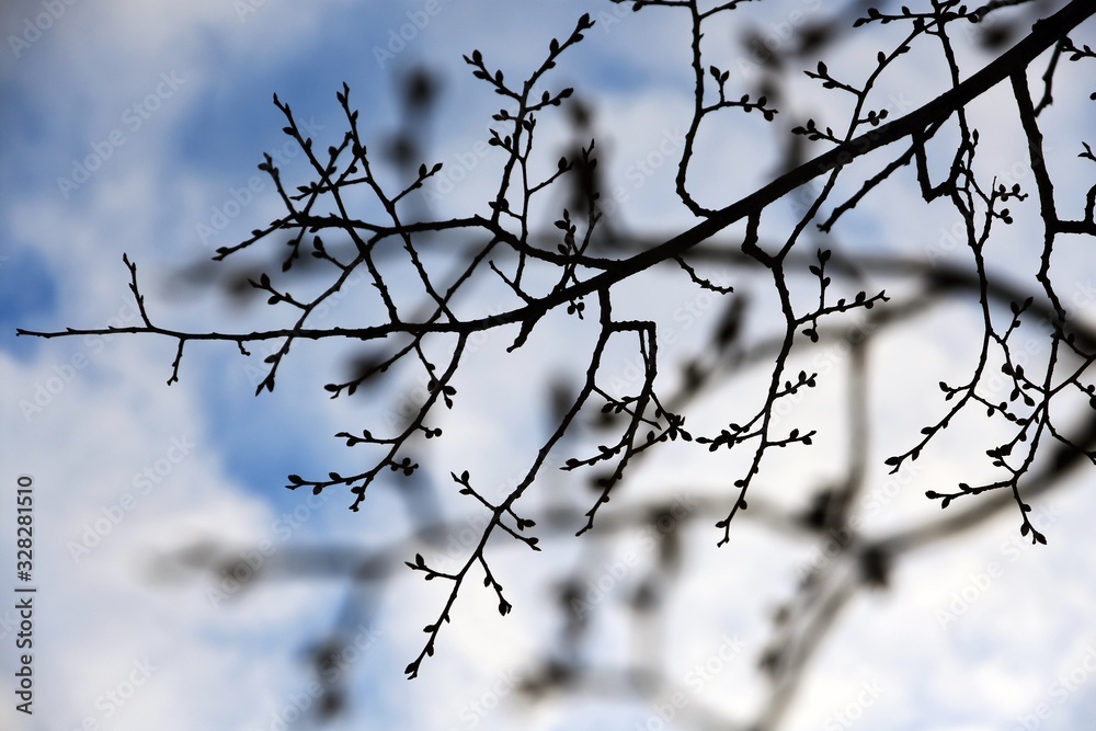 Trees without leaves at blue sky background