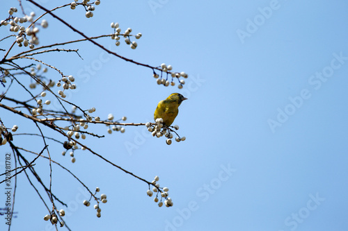 The grass grows and the warbler flies